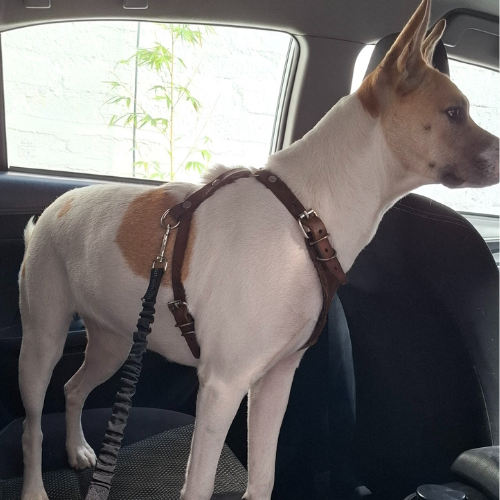 Cinturon de seguridad